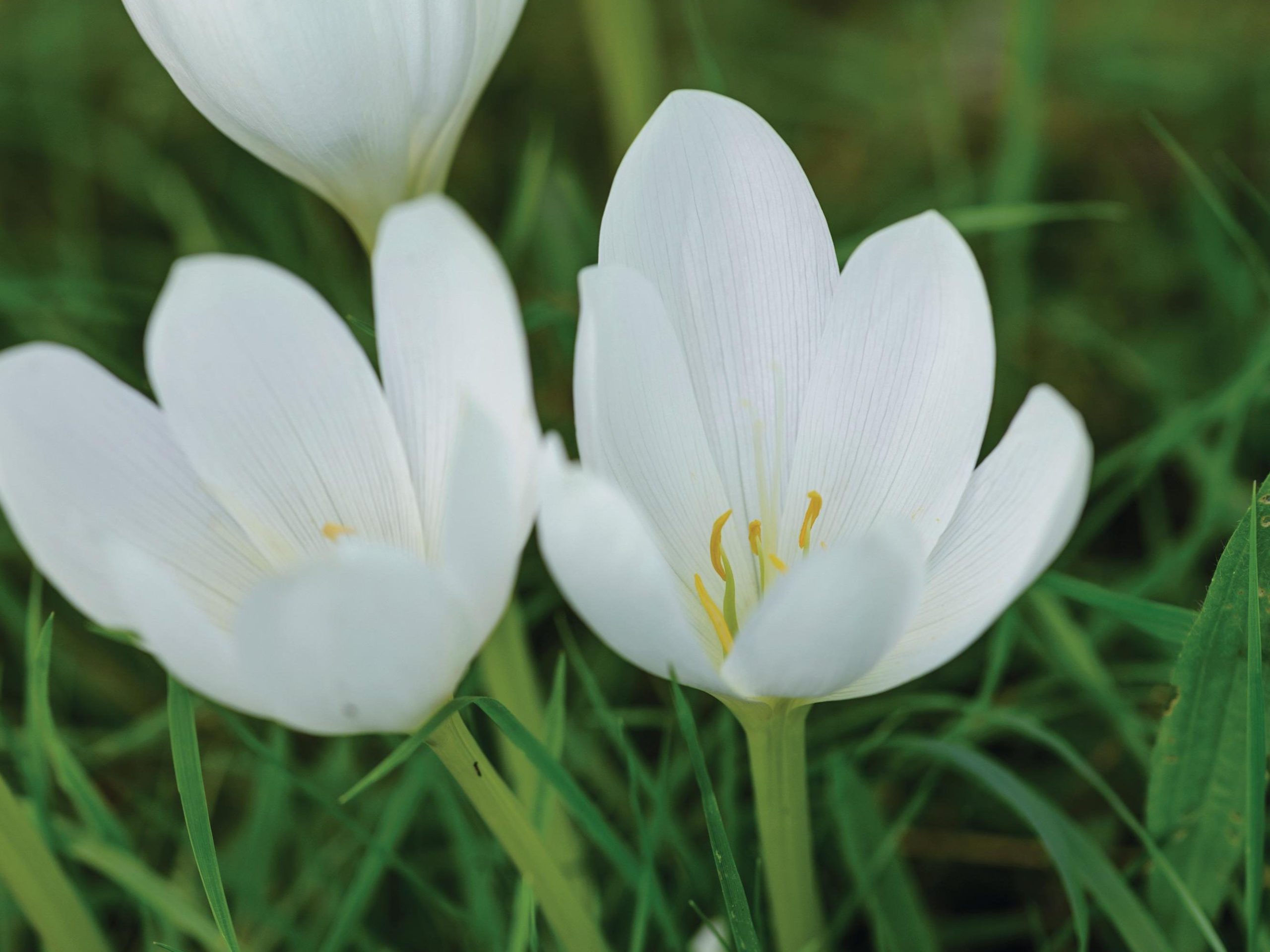 White flowers