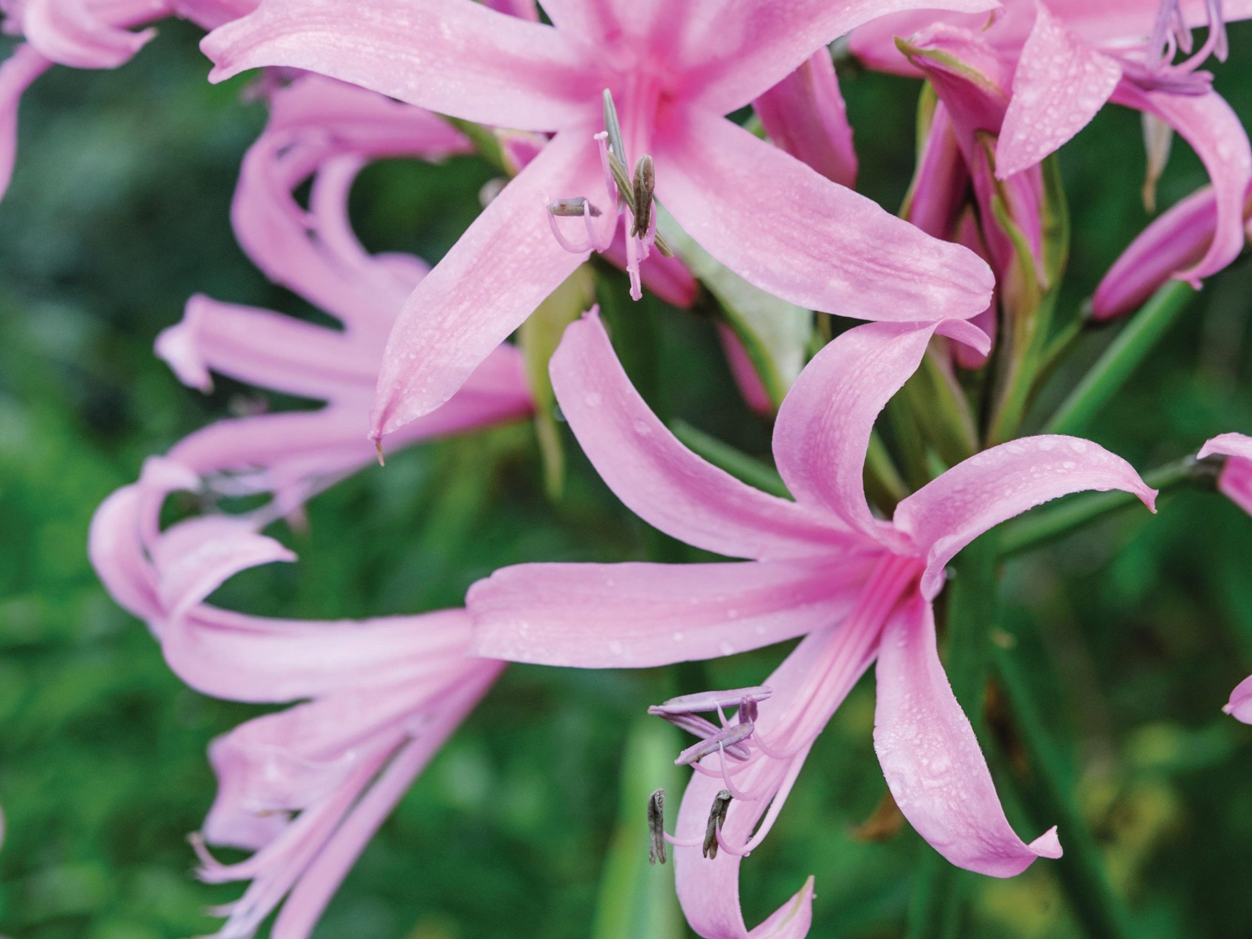 Pink flowers