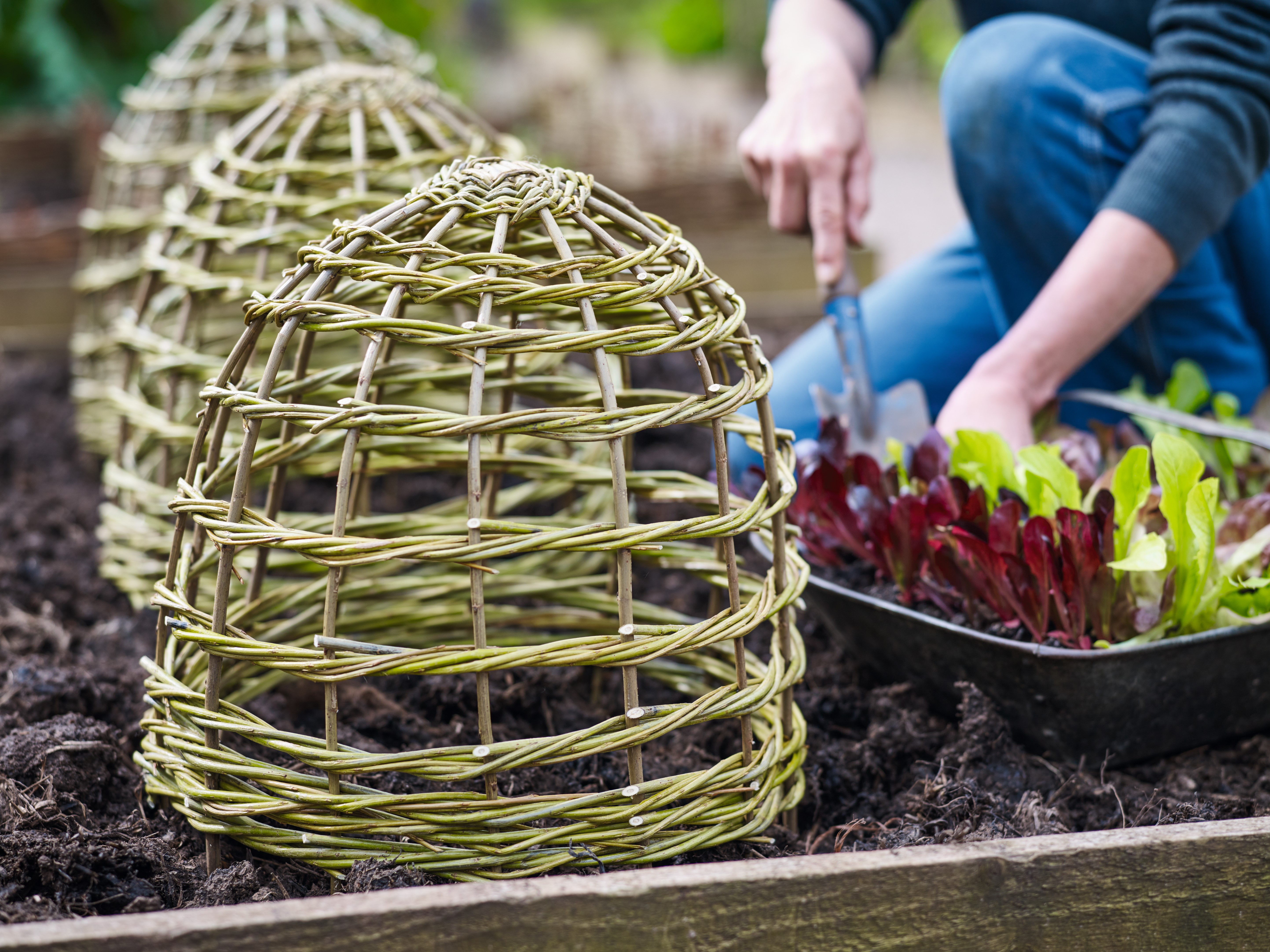 Willow cloche plant support