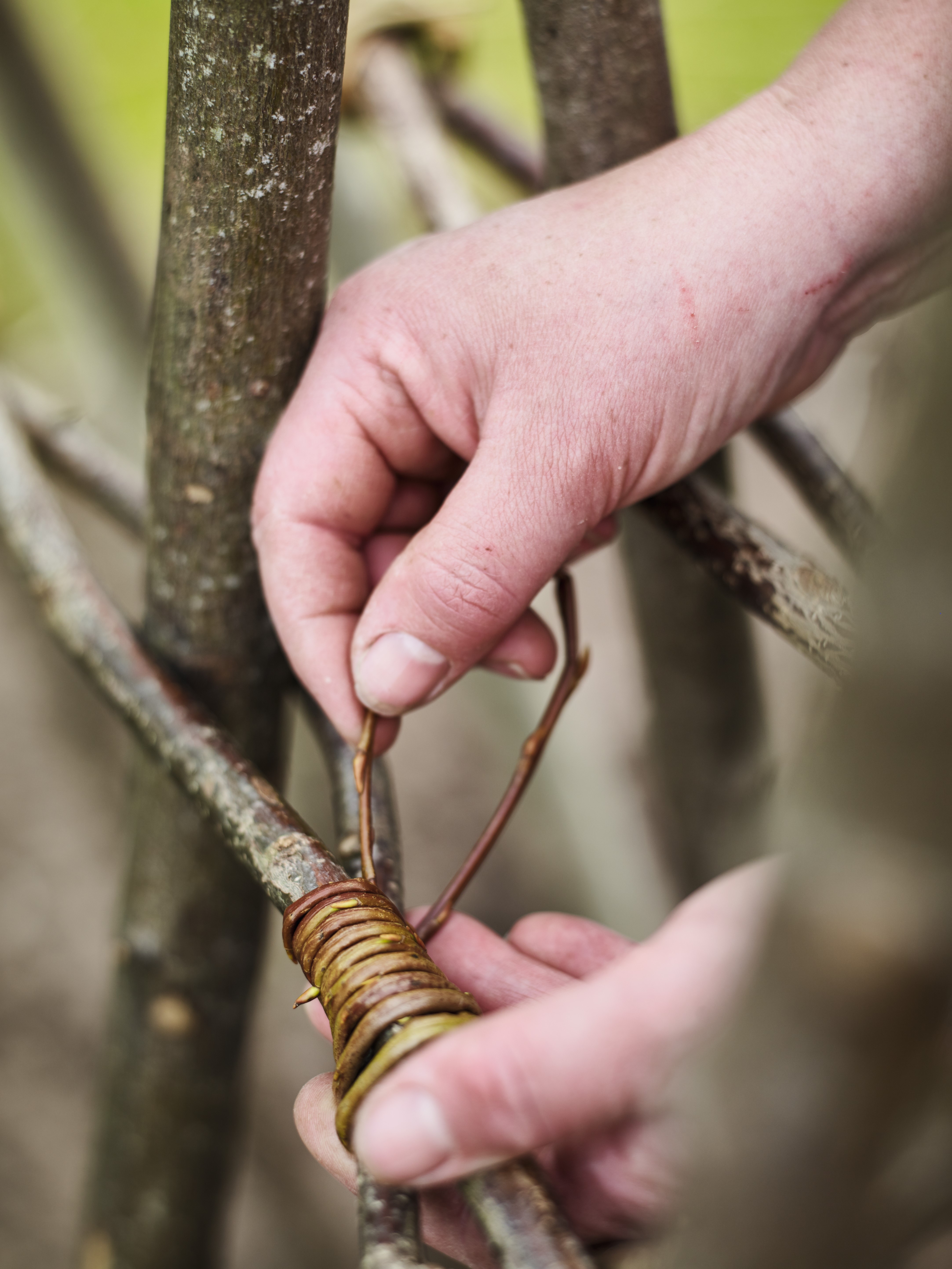 Plant support