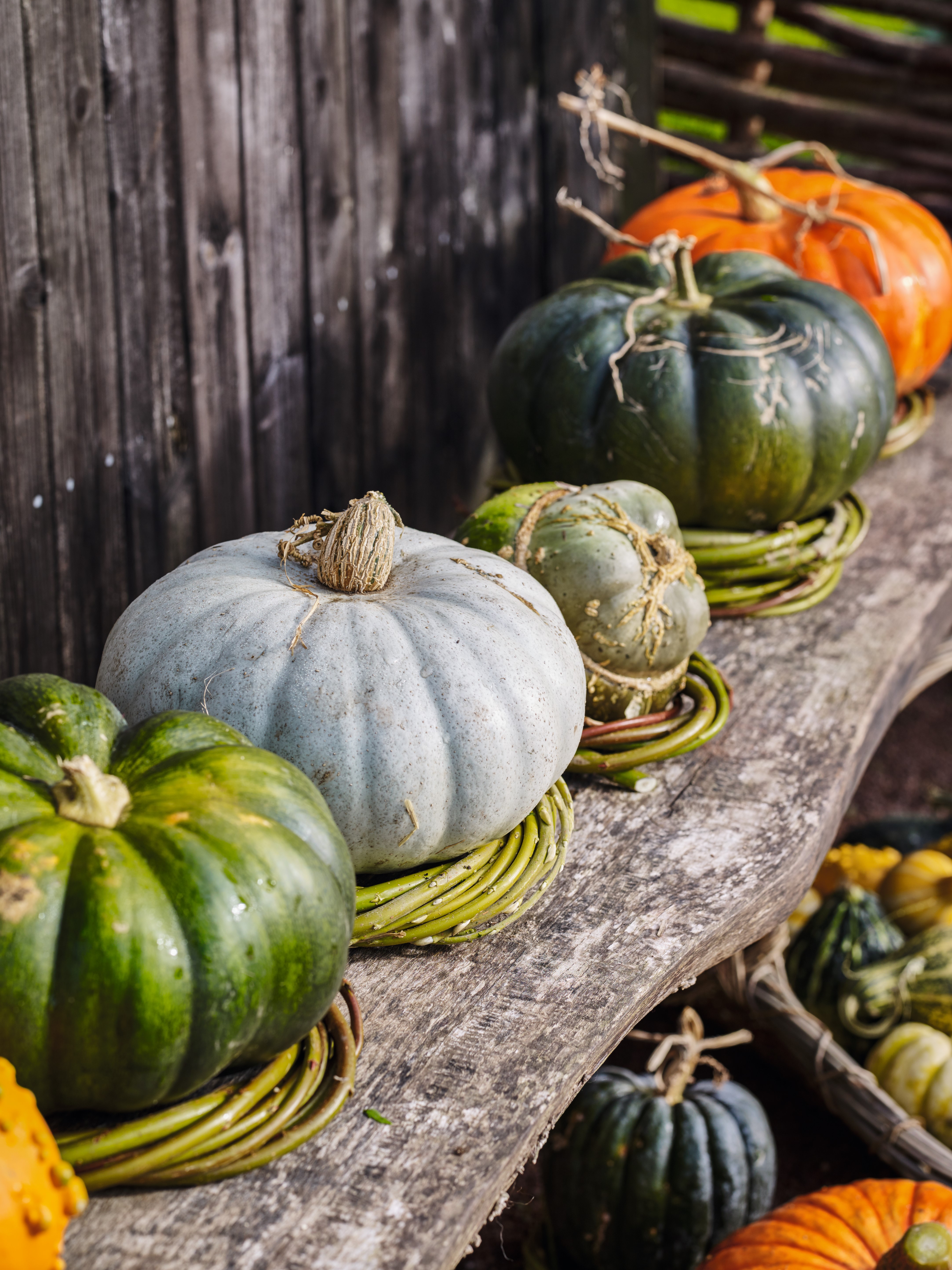 Natural support for pumpkins