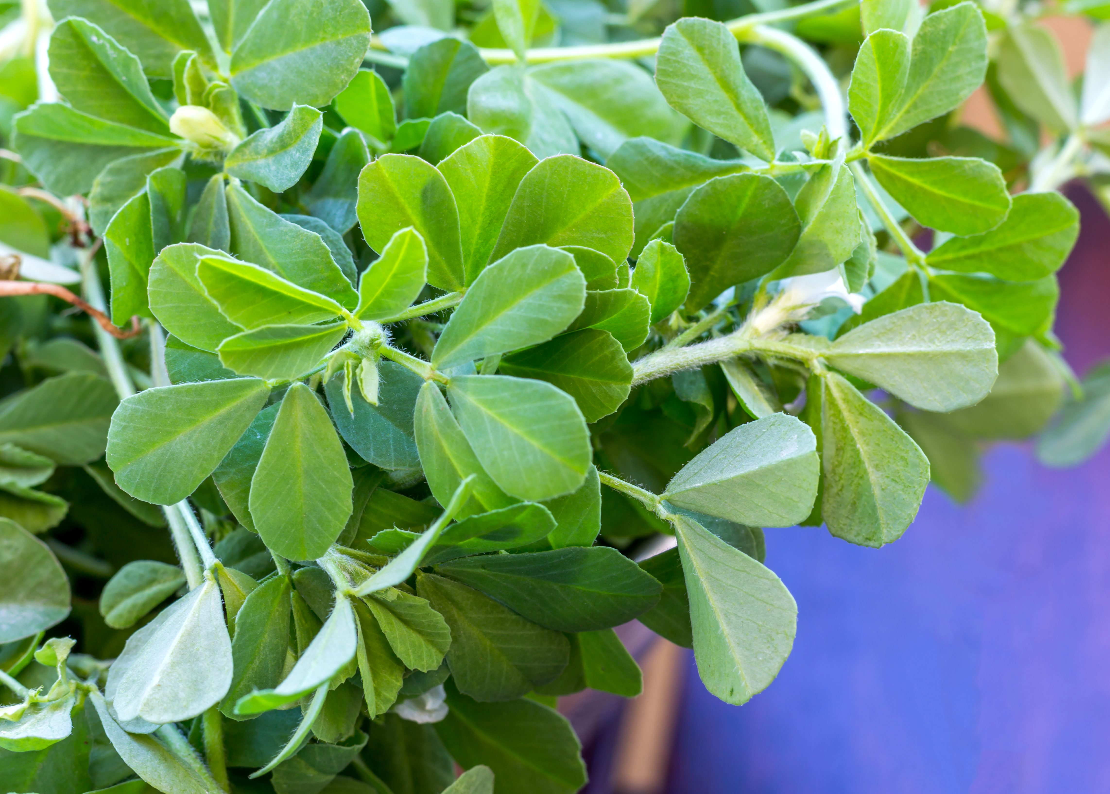 Fenugreek Methi Leaves. Photo: Getty Images Raw Organic Fenugreek Methi Leaves plants. Fenugreek Micro Greens Close-Up Image.