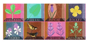 Kitchen garden herbs. Illo by Sarah Young