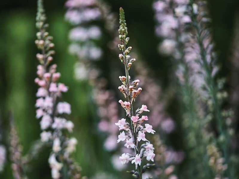Linaria purpurea 'Canon Went'