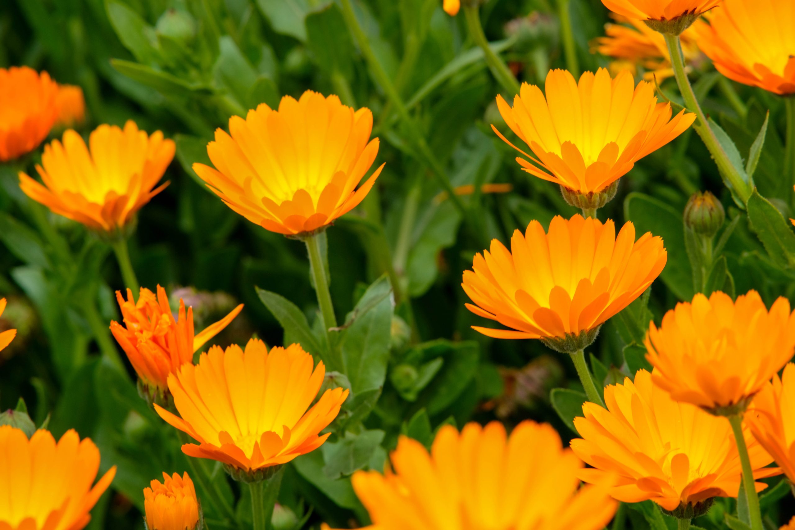 Calendula officinalis