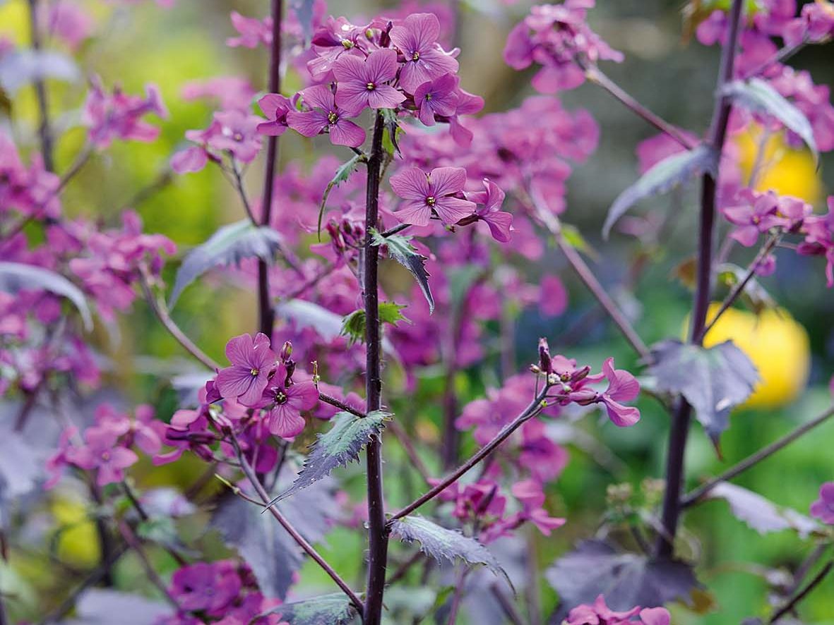 Lunaria annua 'Chedglow'