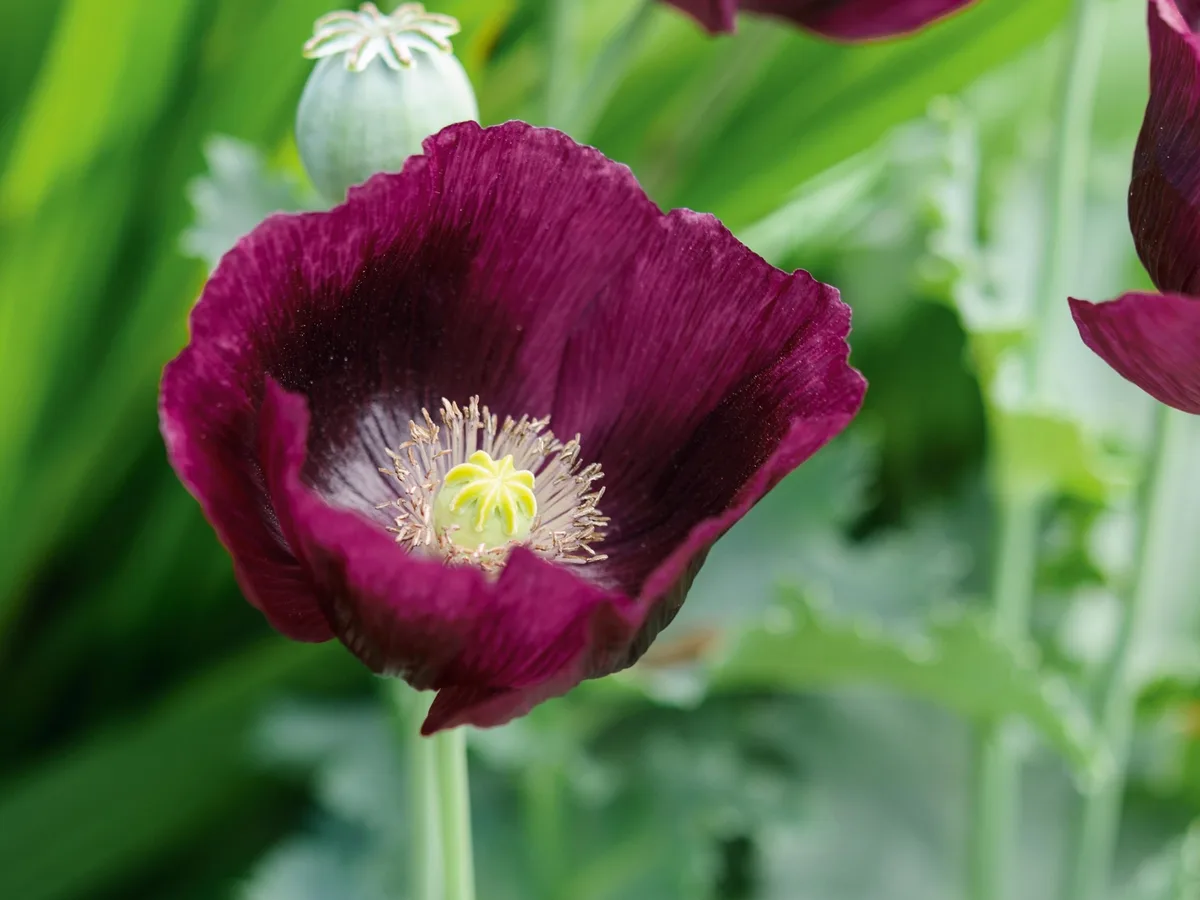 Papaver somniferum Lauren's Grape Papaver somniferum Lauren's Grape