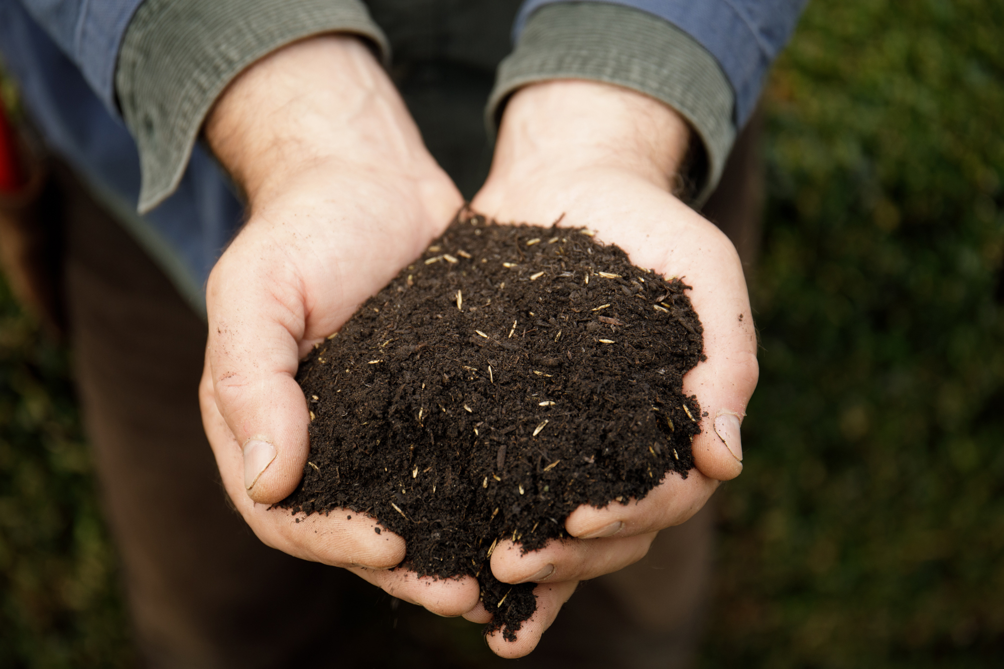 Seeds in soil