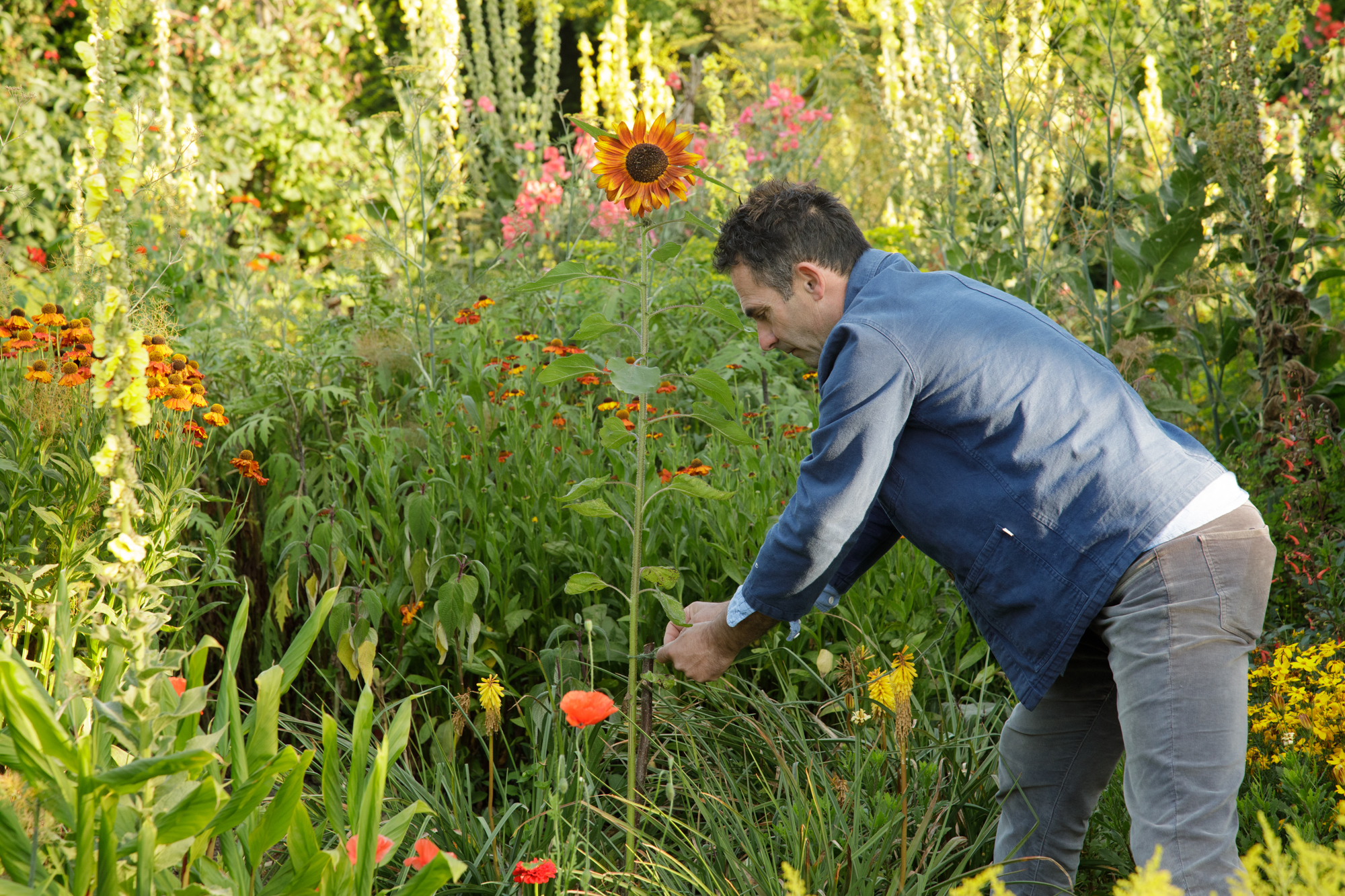 Man gardening with a sunflower