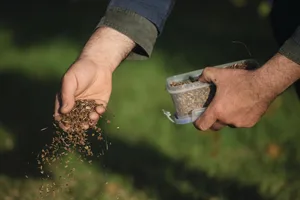 Sowing yellow rattle at Sissinghurst Castle Garden in October Sowing yellow rattle at Sissinghurst Castle Garden in October