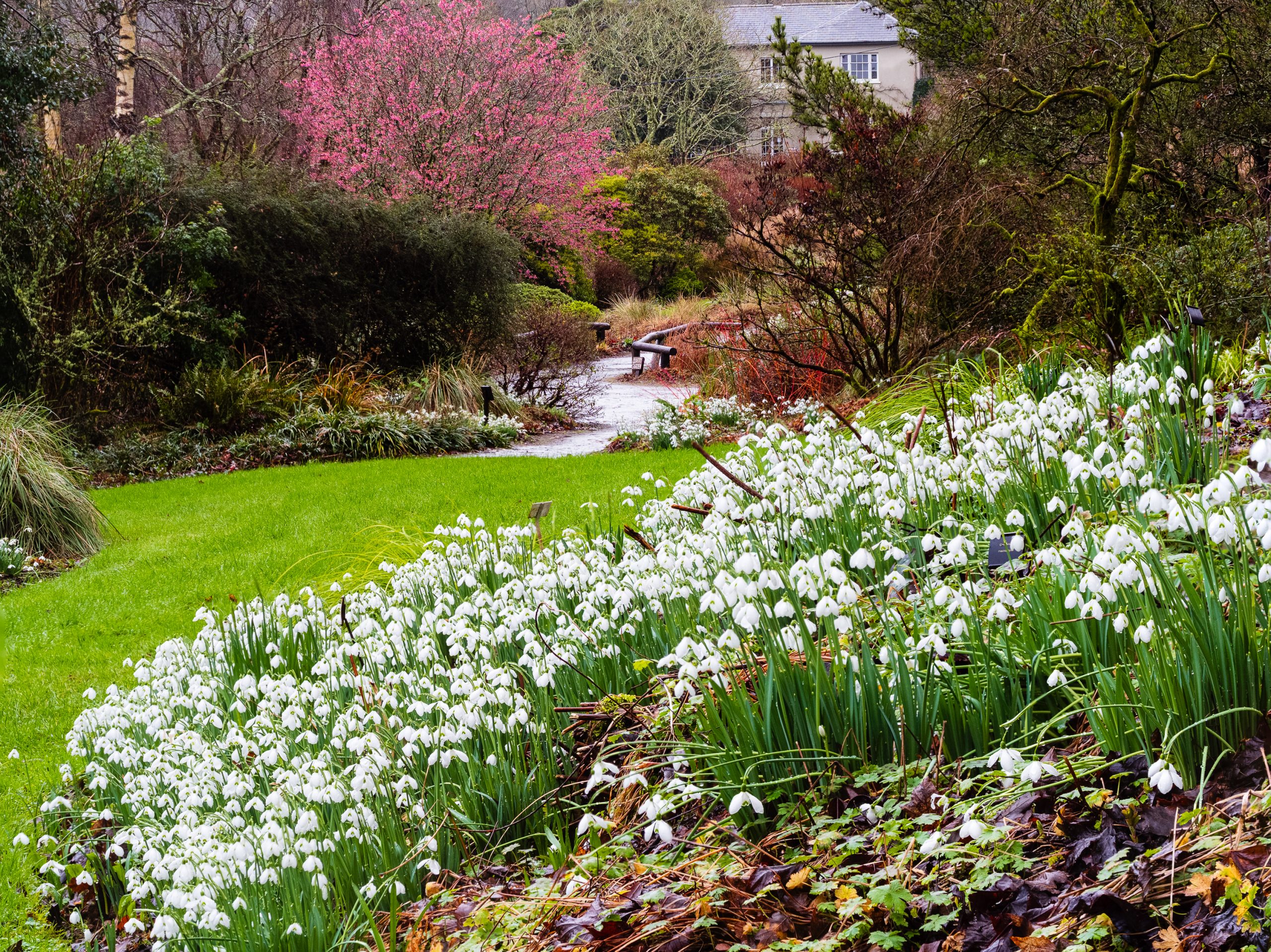 Winter view of the snowdrop drifts, Galanthus elwesii varieties, The Garden House, Devon, UK