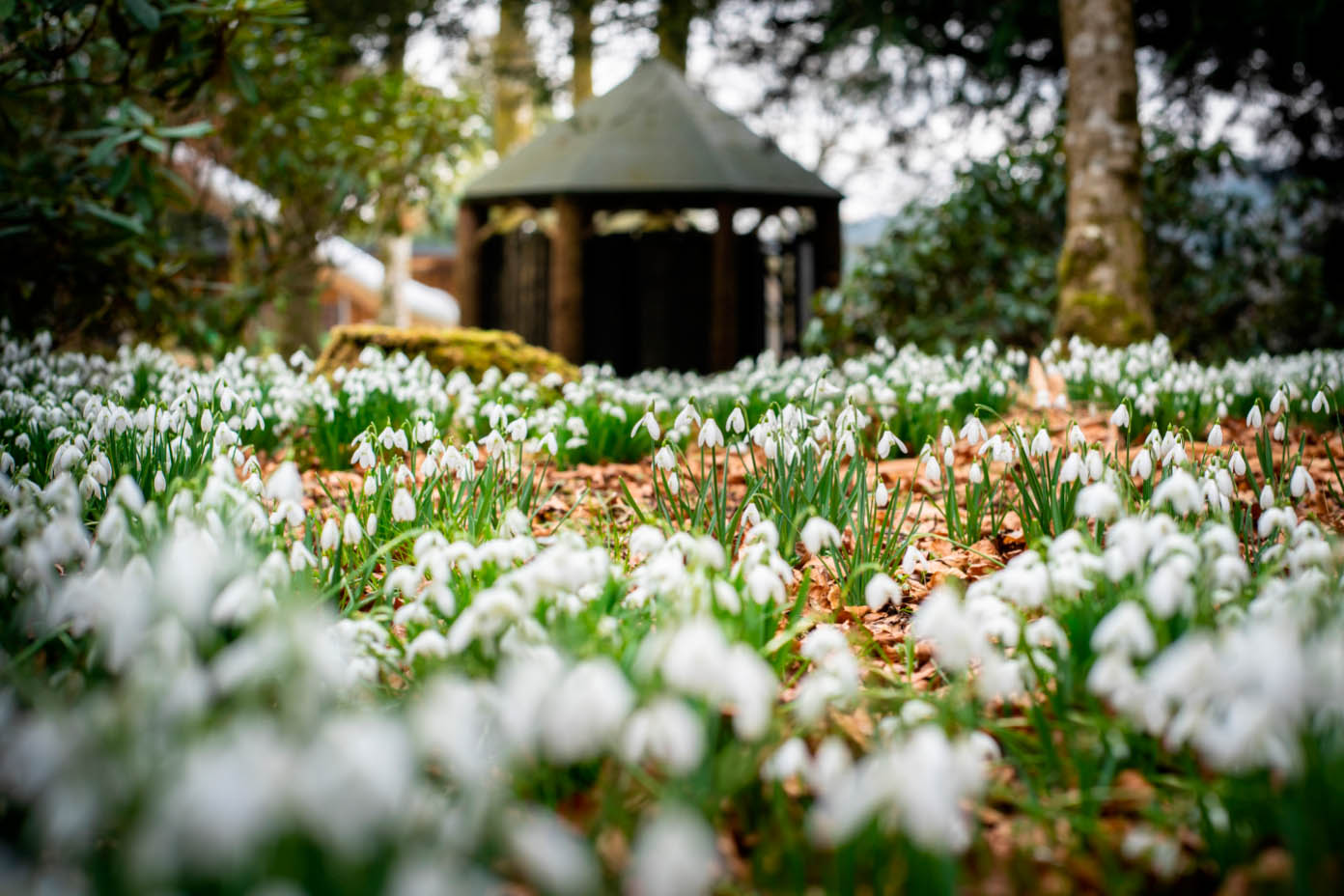 Drumlanrig Castle snowdrops