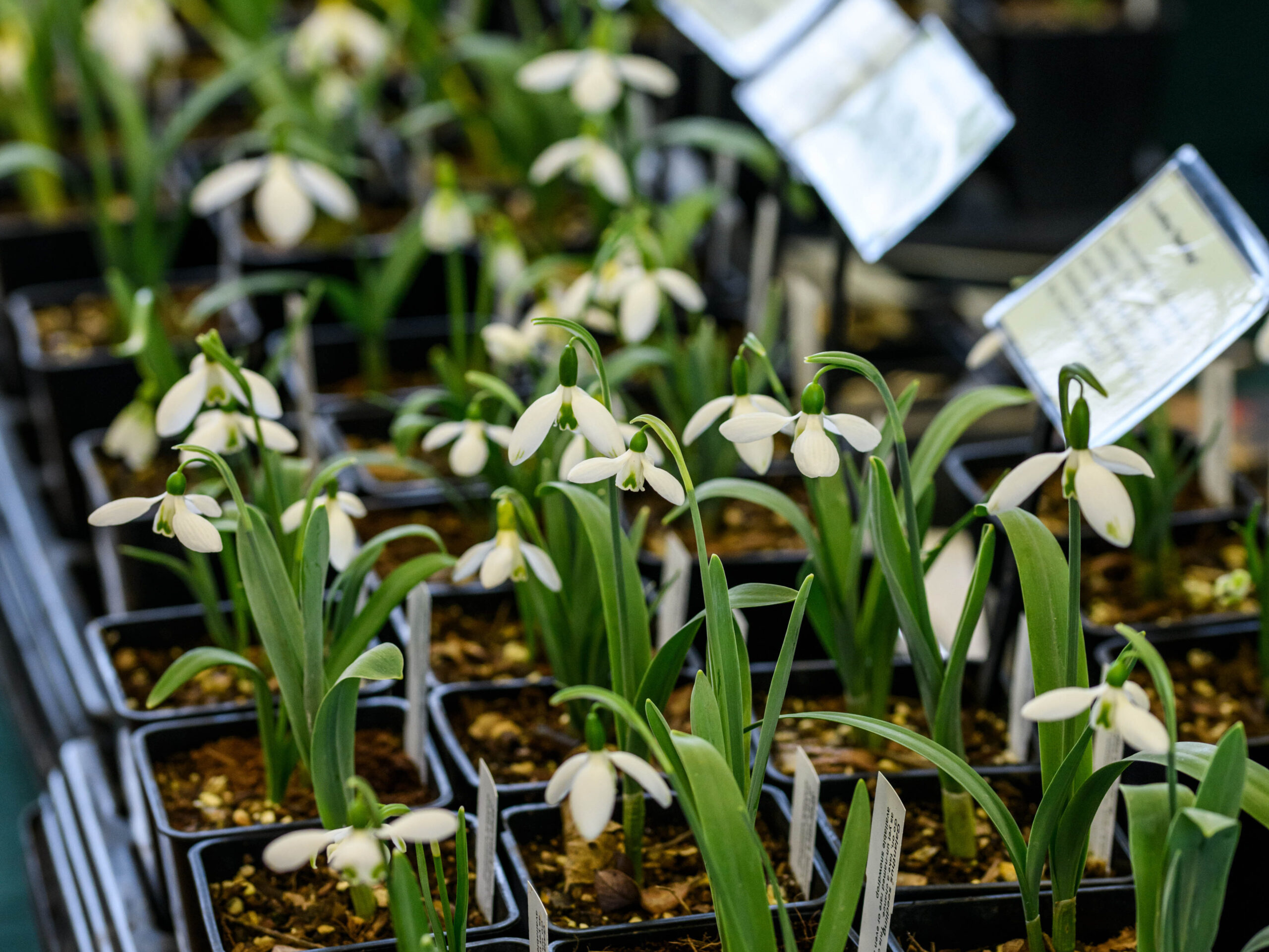 Shepton Mallet Snowdrop Festival 
