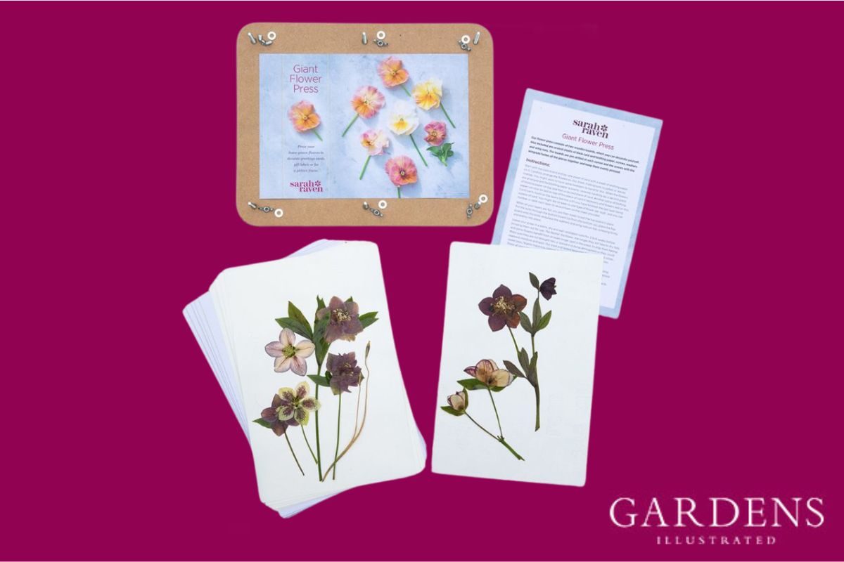 Sarah Raven Giant Flower Press on a pink background