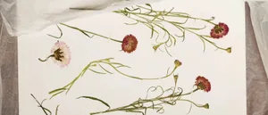 Pressed flowers from JamJar Pressed flowers from JamJar