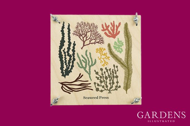 Seaweed flower press