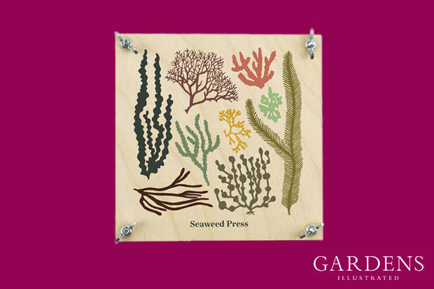 Seaweed flower press