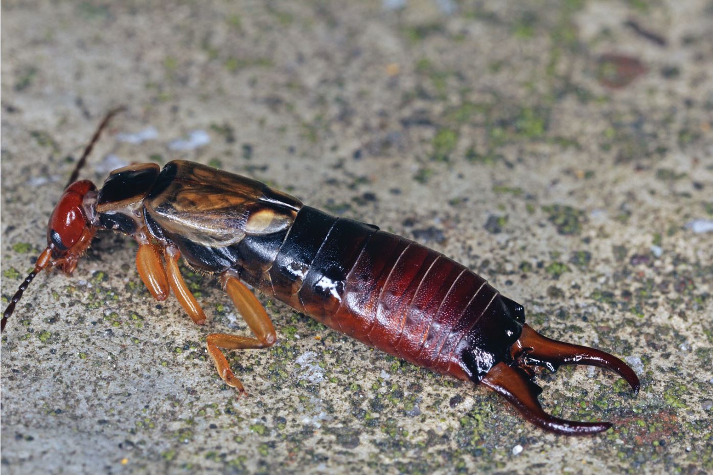 Male Forficula auricularia © Colin Rew