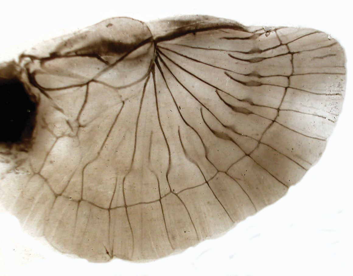 Hind wing of Forificula © Peter Barnard