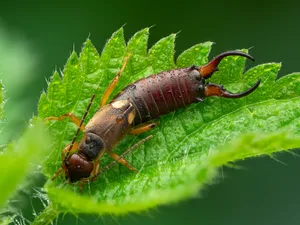 European earwig Forficula auricularia © Olivier Clerc European earwig Forficula auricularia © Olivier Clerc