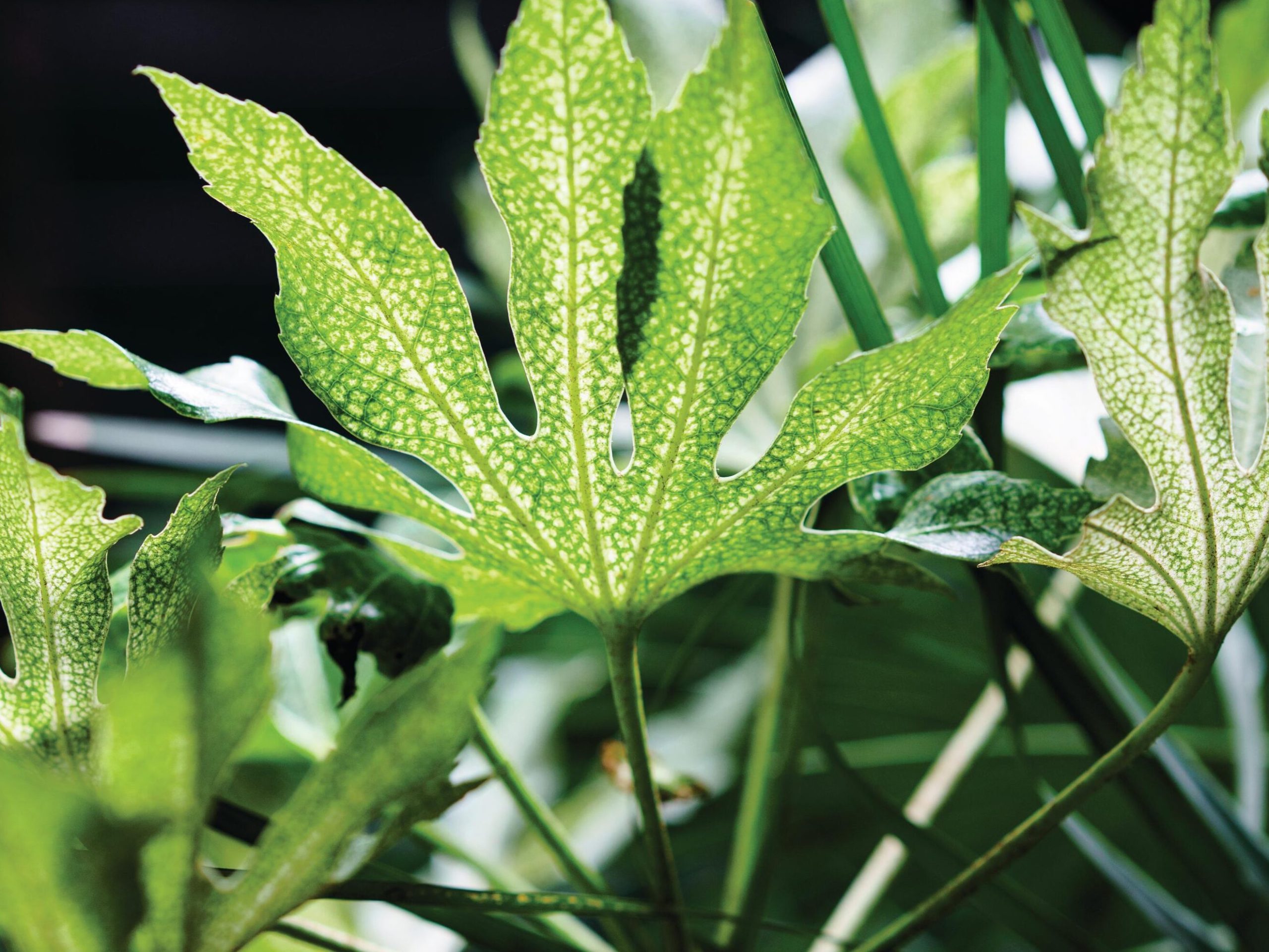 Plant