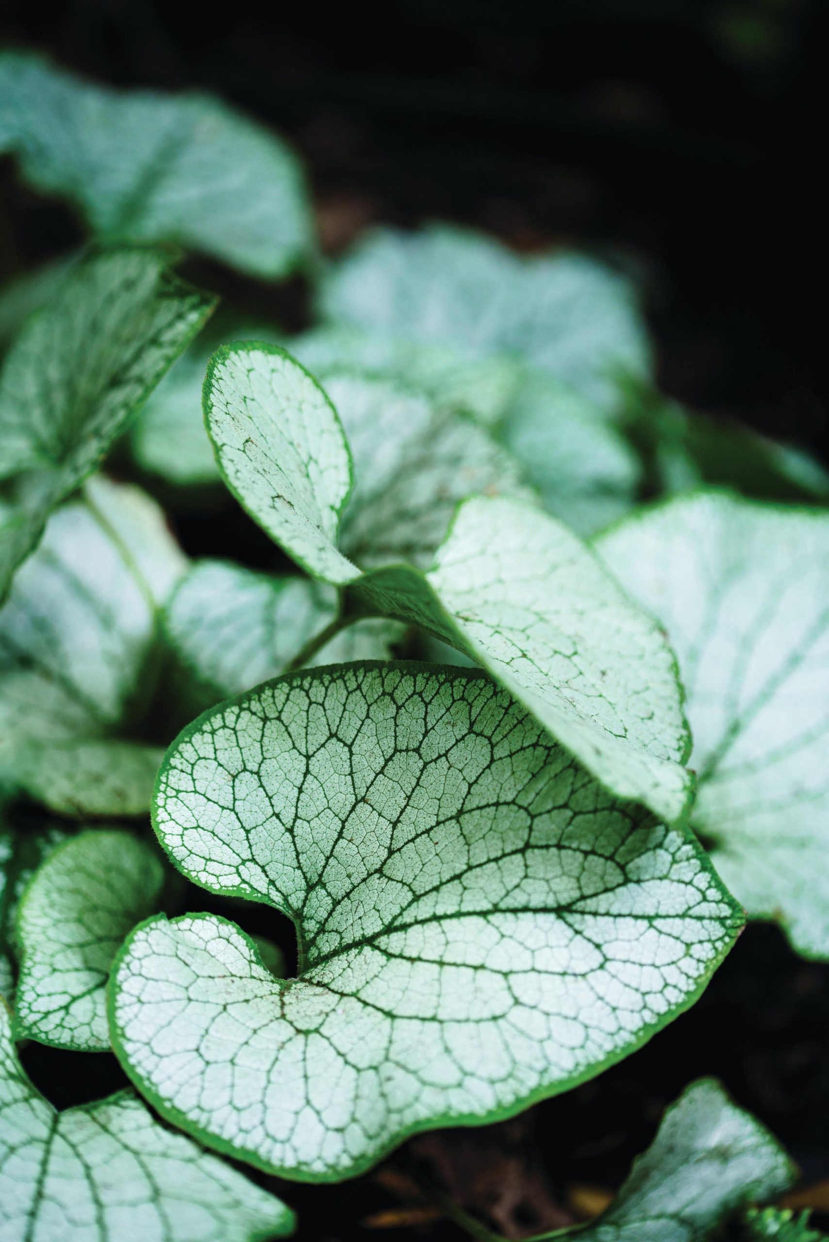 Plant