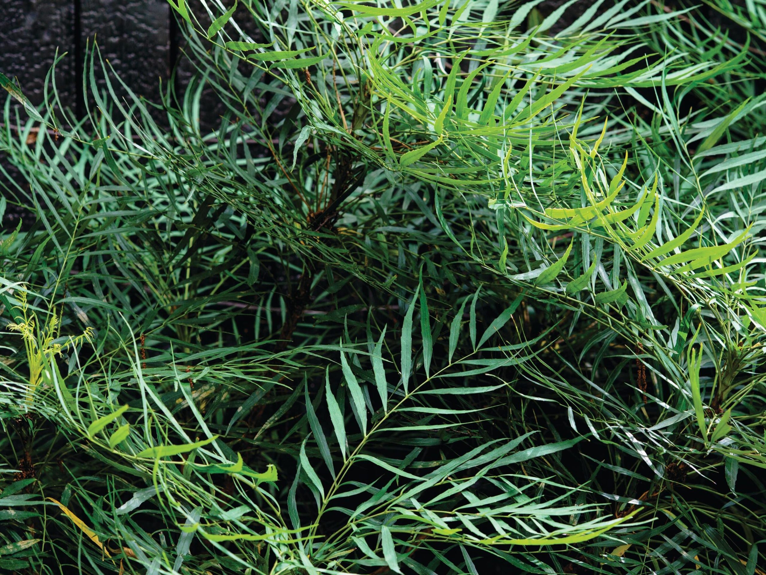 Plant