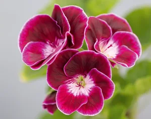 Pelargonium ‘Black Knight’ © Richard Bloom Pelargonium ‘Black Knight’ © Richard Bloom