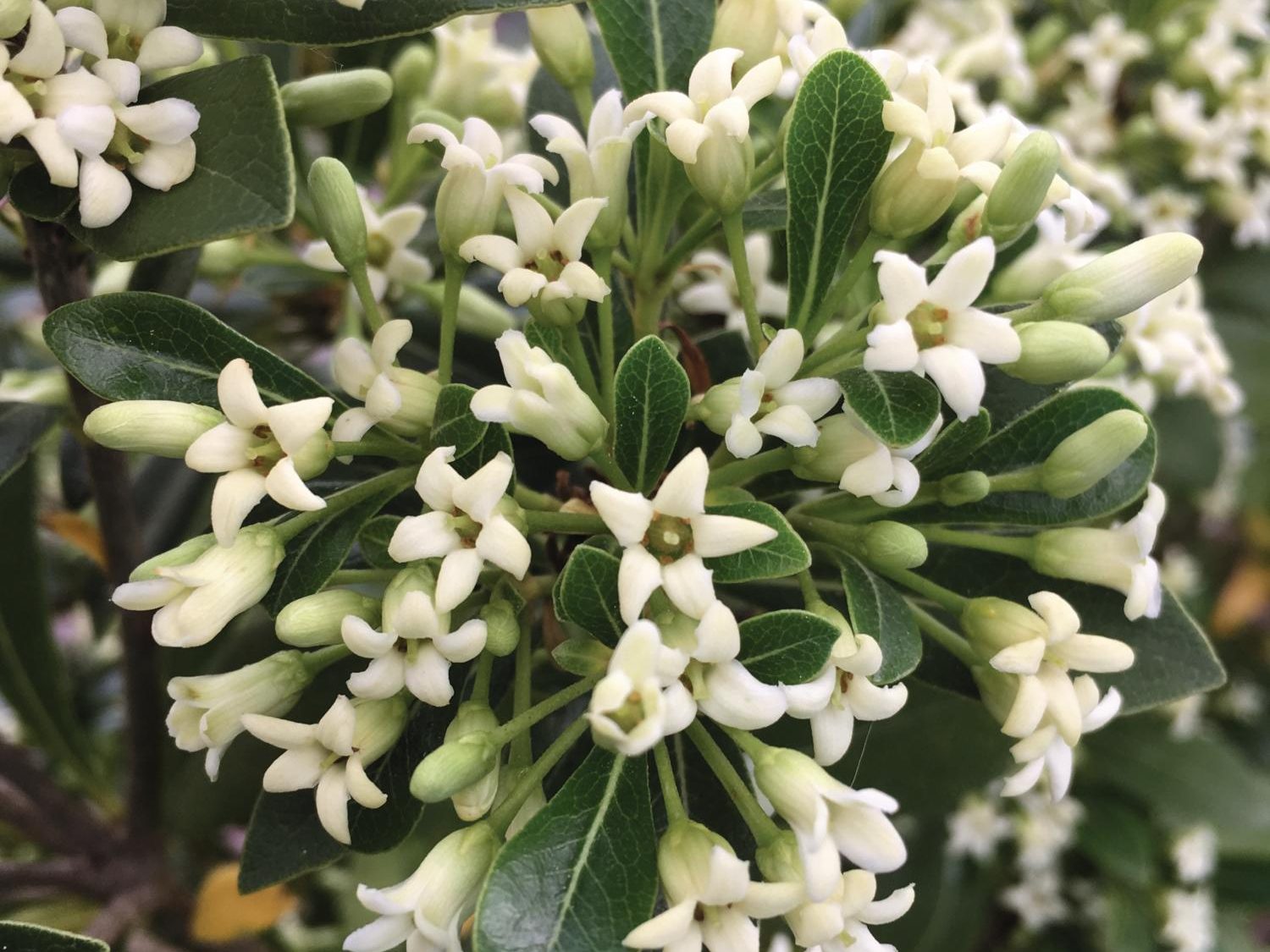 Pittosporum tobira xp. heterophyllum Green Mound (='Julel')