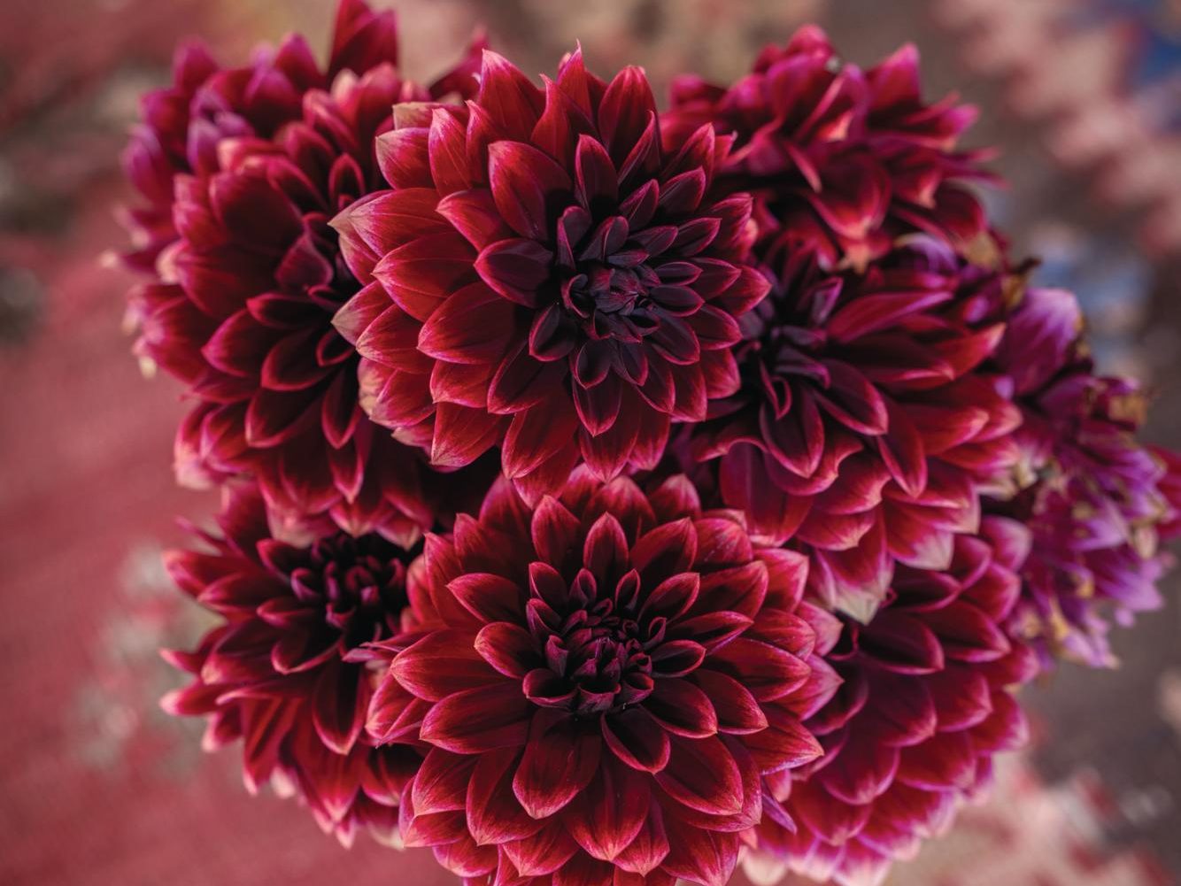 Dahlia 'Sissinghurst'