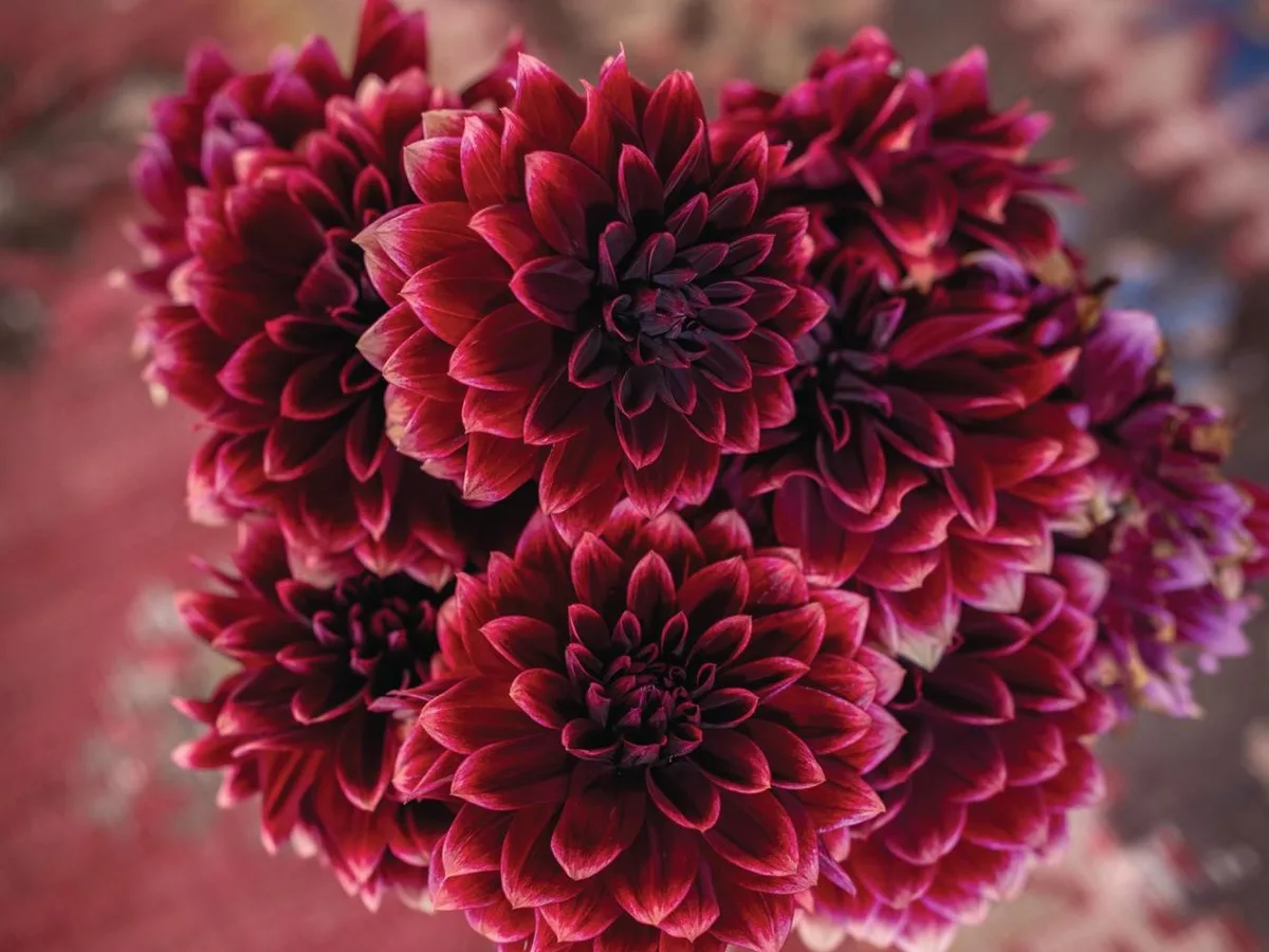 Dahlia 'Sissinghurst' Dahlia 'Sissinghurst'