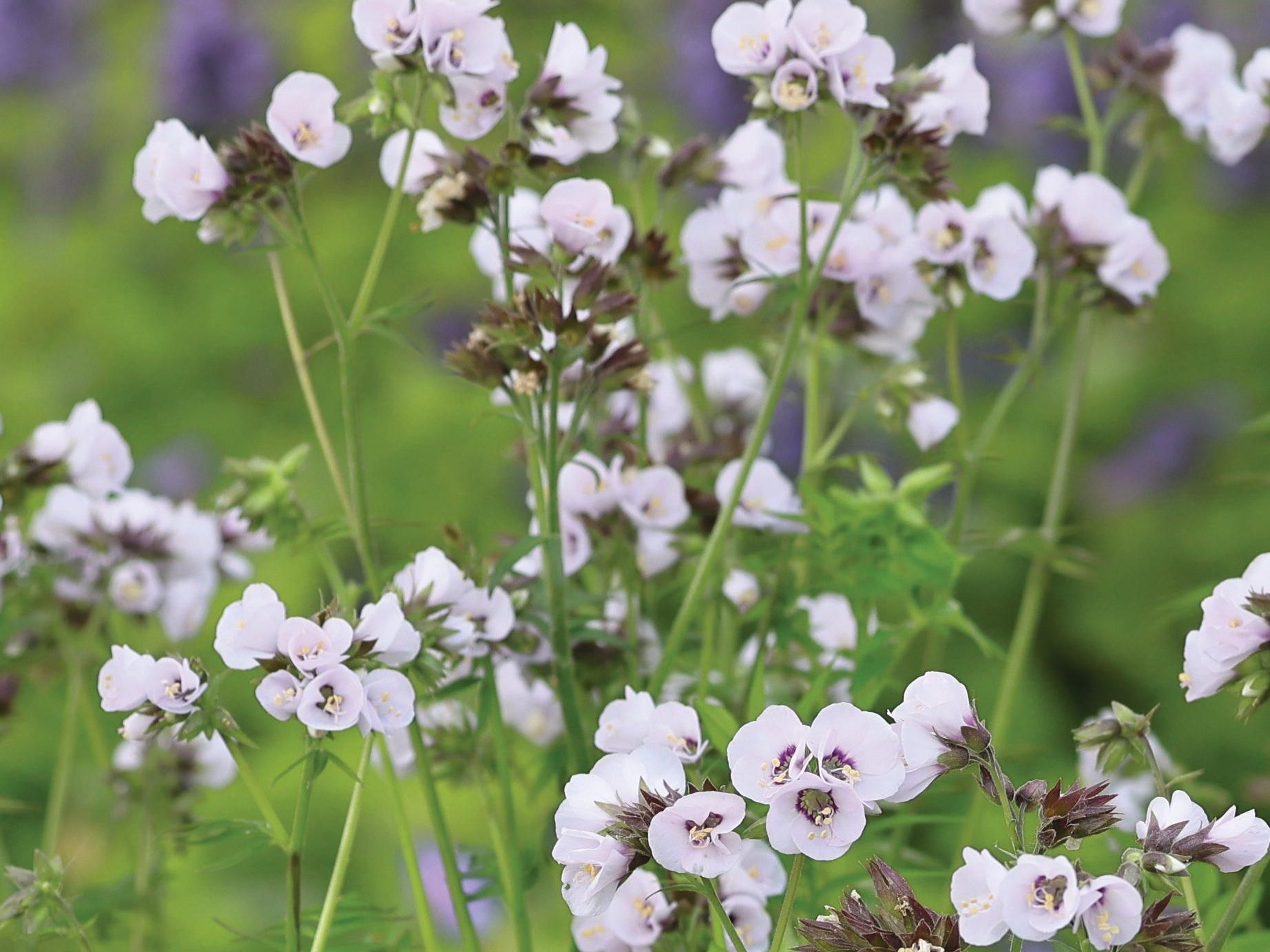 Crocus Polemonium Violet Heart ('tuipol')