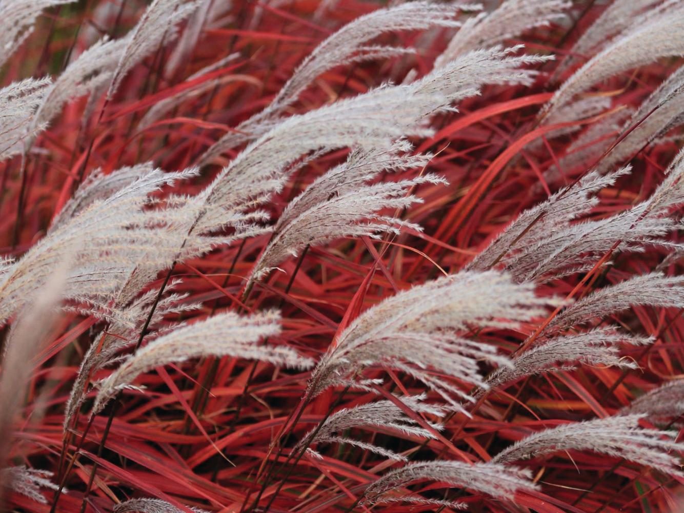 Miscanthus sinensis 'Lady In Red'