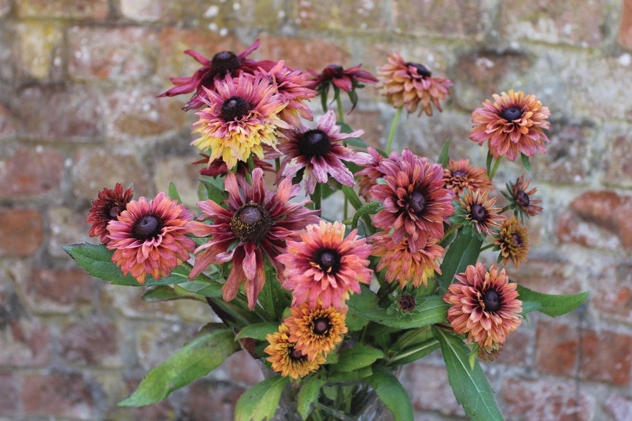 Rudbeckia hirta 'Sherry Brandy'