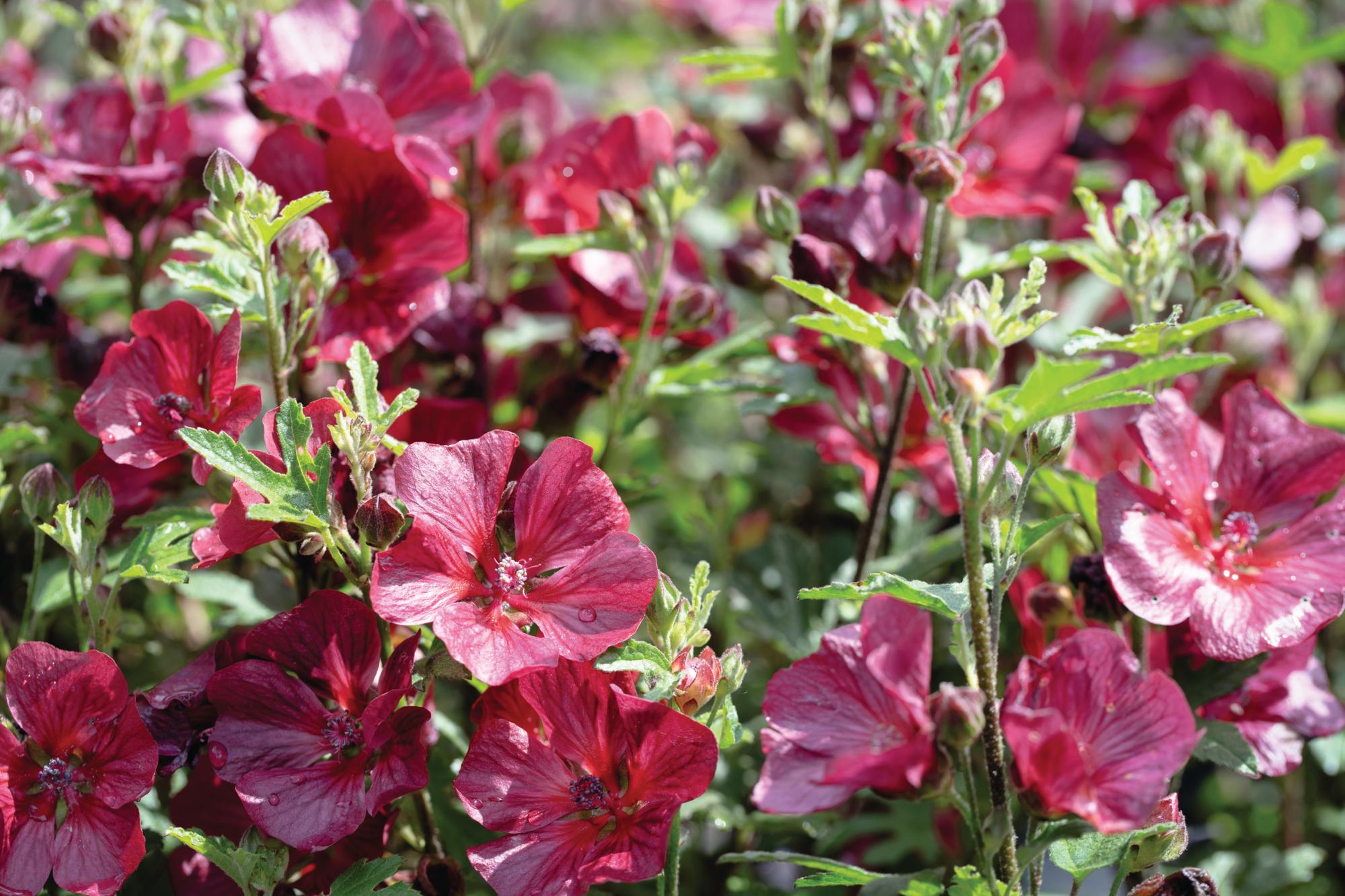 Anisondontea 'Candy Apple'