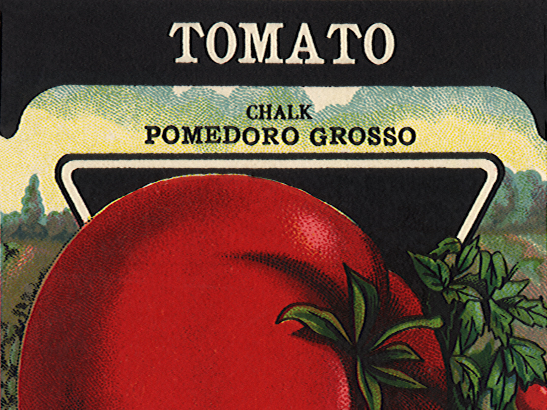 Tomato seed packet Tomato seed packet