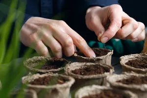 Seed sowing Seed sowing