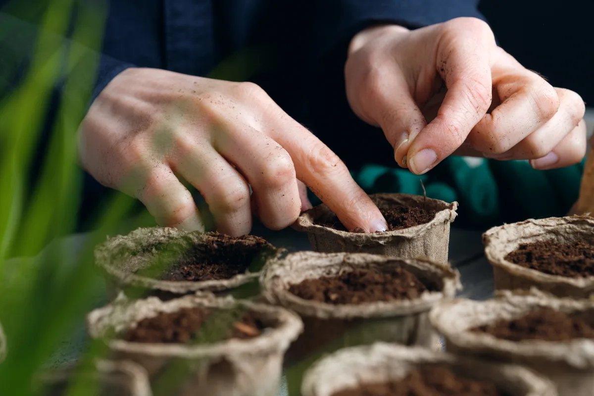 Seed sowing Seed sowing