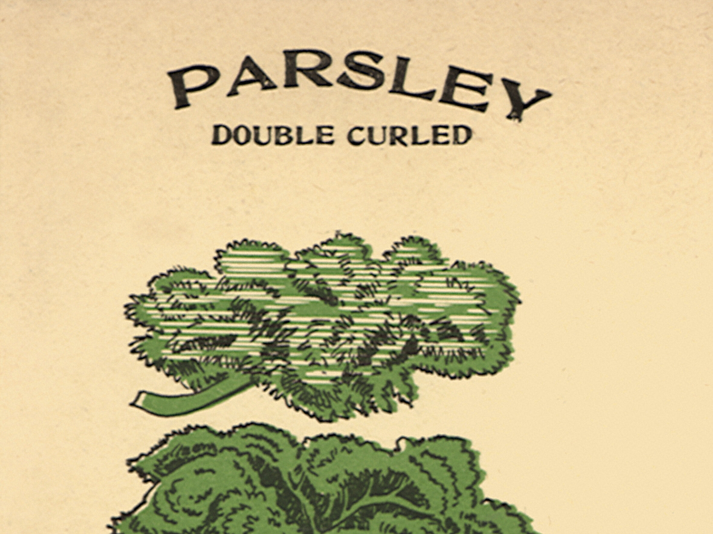Parsley seed packet Parsley seed packet