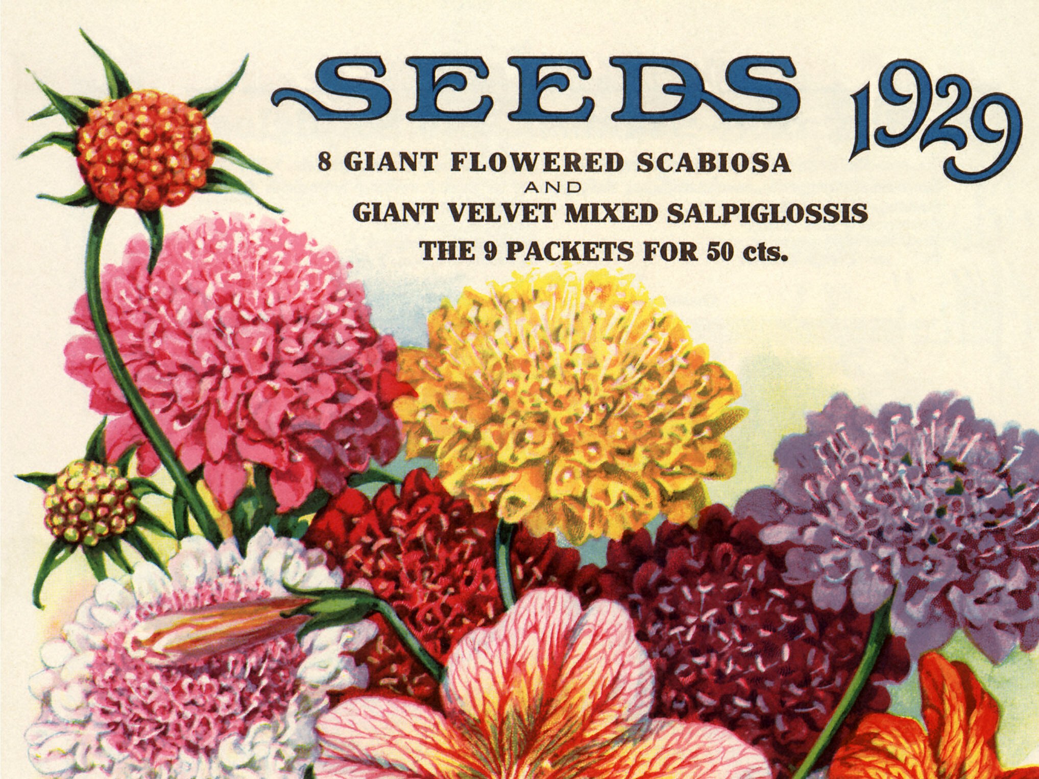 Variety of flowers seed packet Variety of flowers seed packet