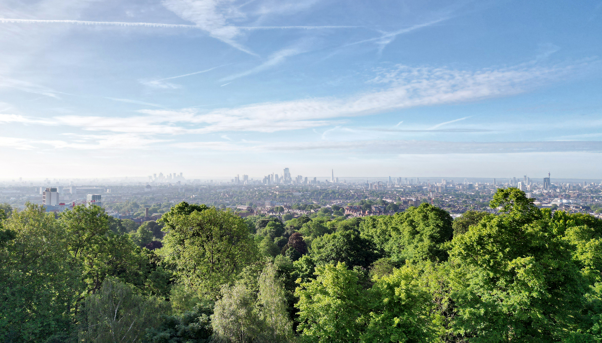 Treetops and London Skyline