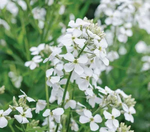 Hesperis matronalis var. albiflora Hesperis matronalis var. albiflora