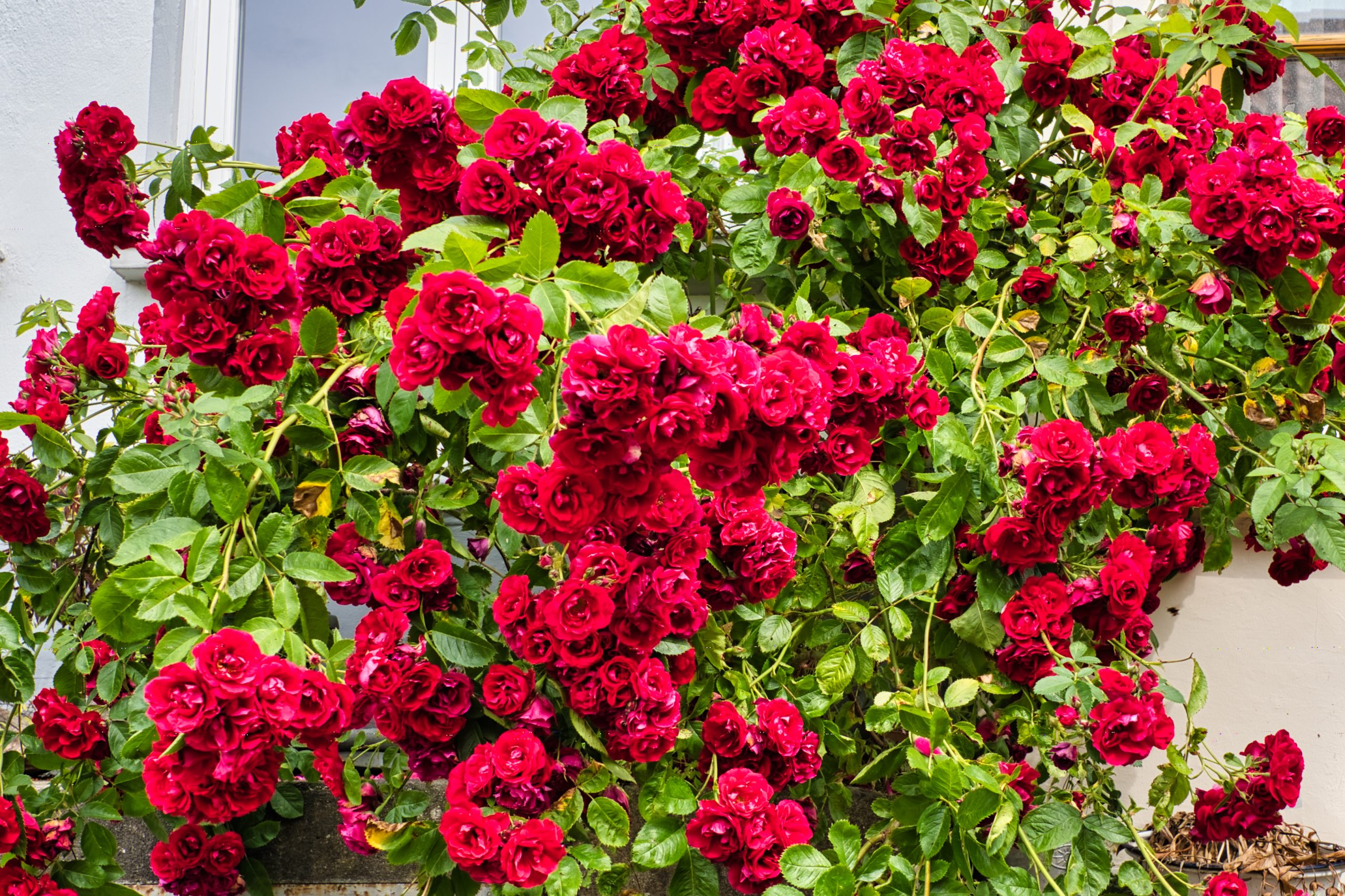Rosa chinensis, also known as Bengal Rose or Bengal Crimson or Bengal Beauty, is a member of the genus Rosa that is native to southwest China in the provinces of Guizhou, Hubei, and Sichuan. Flensburg in July 202