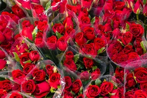 Red roses for sale Red roses for sale