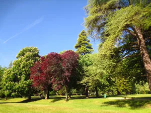 Trees in a park Trees in a park