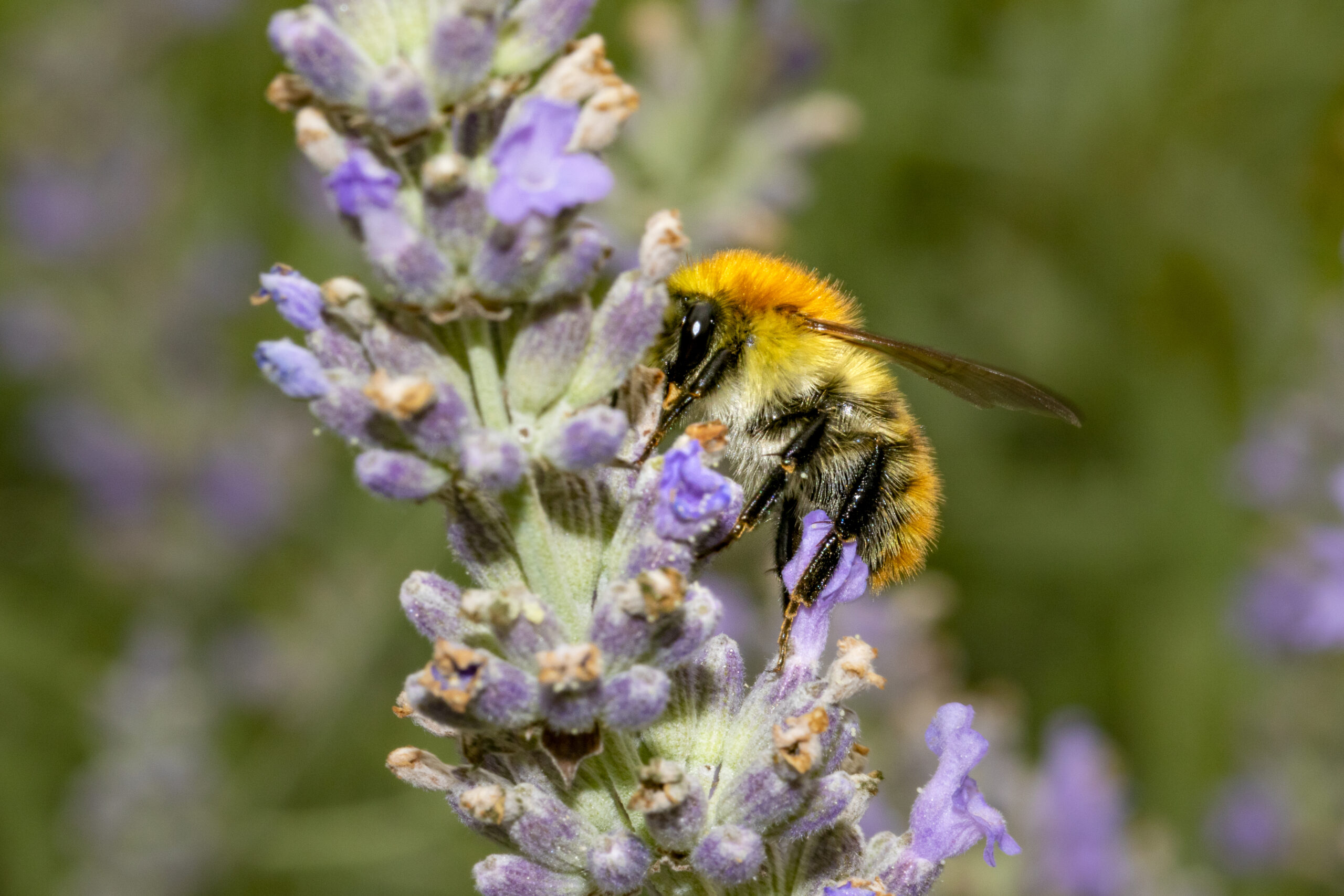 Bumblebee