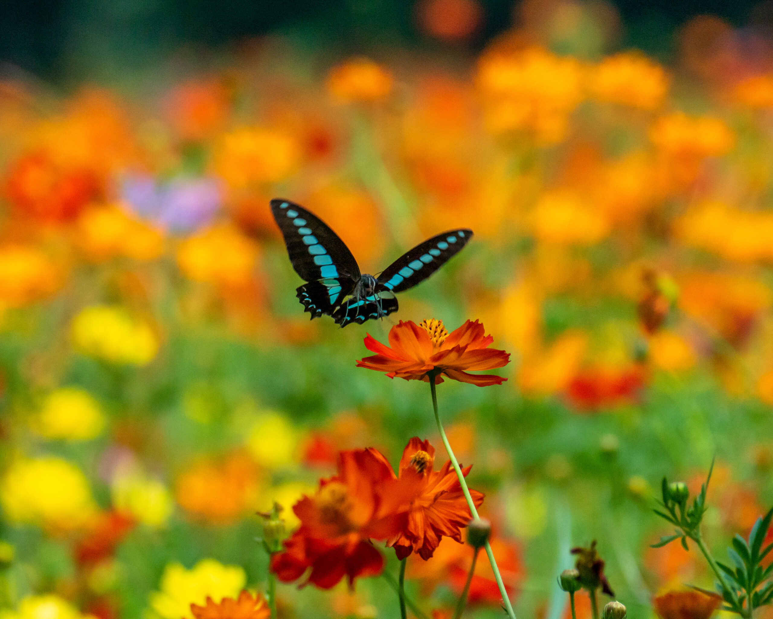 Flowers and butterflies