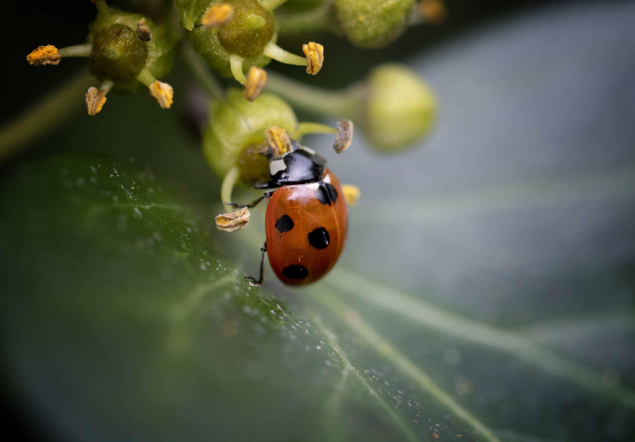 Seven-spotted ladybird on ivy flower