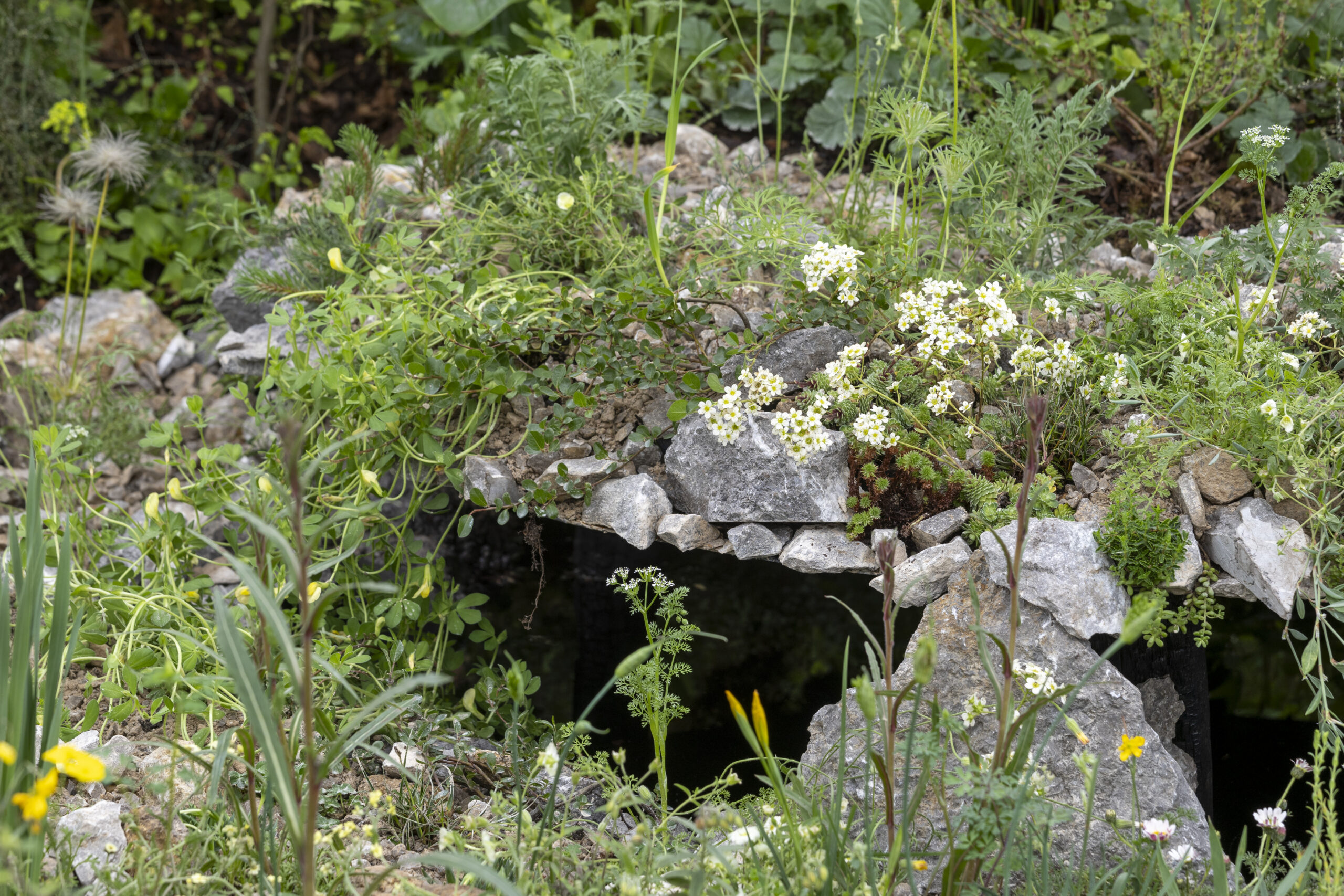 The Size of Wales Garden. Designed by Dan Bristow at RHS Chelsea Flower Show 2024. Sponsored by Project Giving Back. In support of Size of Wales. All About Plants.