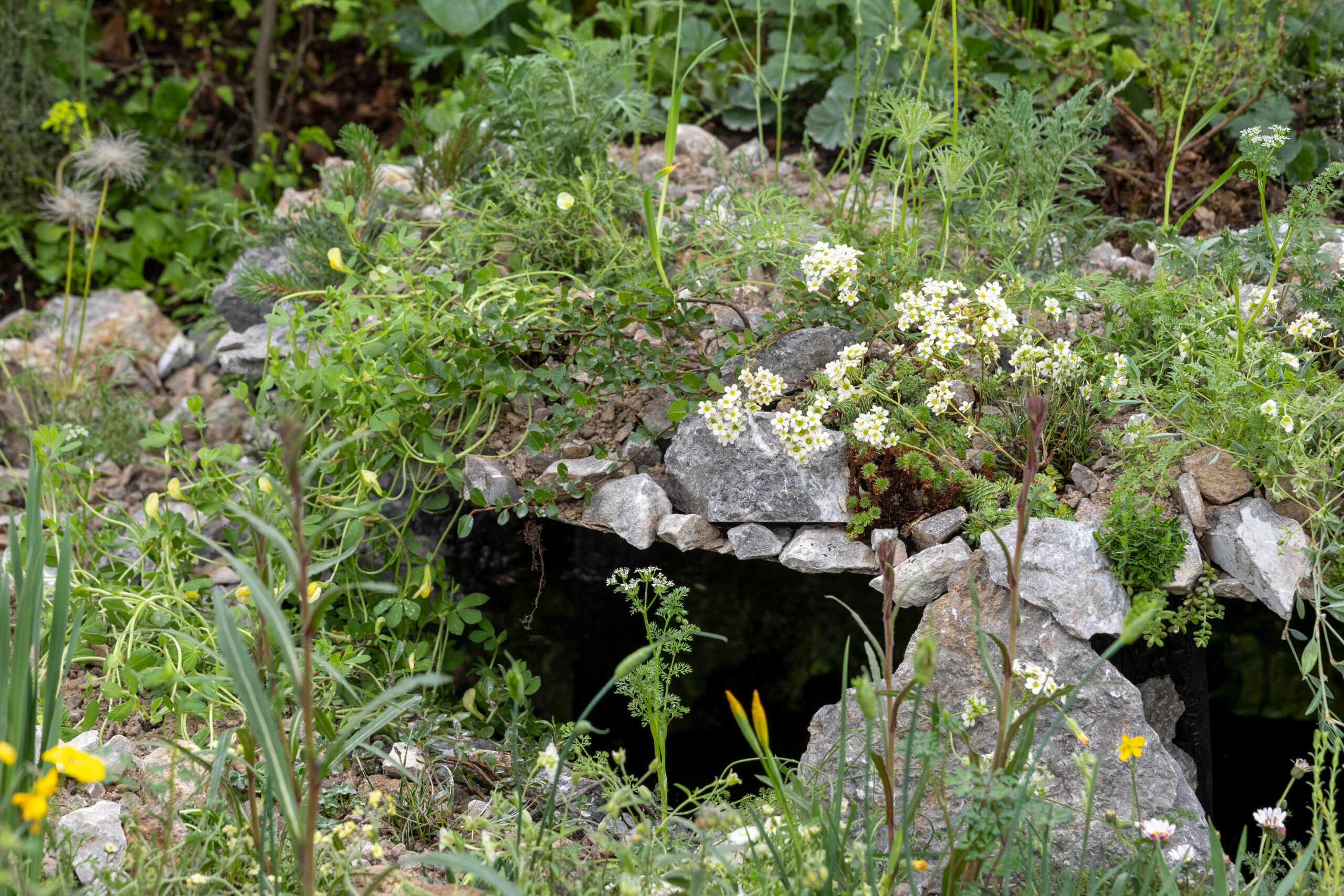 The Size of Wales Garden. Designed by Dan Bristow at RHS Chelsea Flower Show 2024. Sponsored by Project Giving Back. In support of Size of Wales. All About Plants.